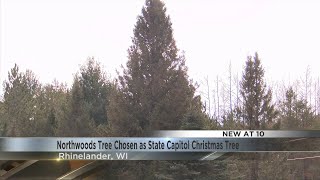 Northwoods Tree Chosen as State Capitol Christmas Tree