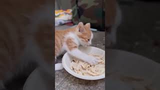 Funny Animal Videos 🤣🤣#shorts #funnypets #funny #funnyanimals #youtubeshorts