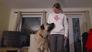 Mastering Heel Position: Training My Kangal Aslan with Precision and Patience