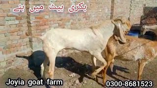 Bakri heat ma ha | بکری ہیٹ میں ہئے | Goat is ready to breeding |