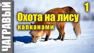 Охота на лису капканами на приваде | начало