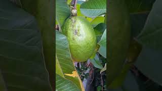 Maa perati jaama chettu||guava🍐||jama kaya#guava #telugu#viral video#trending shorts