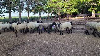 Ewes-1