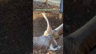 The girls love digging through kitchen scraps 🪿🐔 #shortsfeed #shortvideo