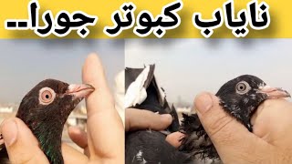 Highflyer Pigeon Pair|| #indianbreed #viral #viralvideo #pigeon #kabutar #trending #top10 #reels