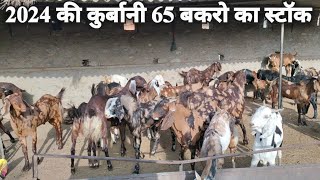 16500/पट्टी  2024 कुर्बानी 65 बकरो का स्टॉक @How to start goat/farming @India's largest goat farming