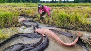 Top fisherman Catch many fish at field after harvest Rice near my house