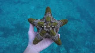 Found (and returned) beautiful 1 of a kind live Camouflage Starfish snorkeling in The Bahamas