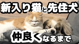 先住犬と子猫が家族になるまでの半年間【多頭飼い】