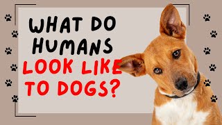 Do Dogs Think Humans Are Dogs? 🐶 Exploring Canine Perception and Bonding