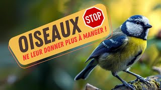 🛑 STOP !!! Arrêtez maintenant de donner à manger aux oiseaux dans votre jardin 😱