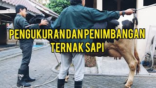 Pengukuran dan penimbangan sapi perah