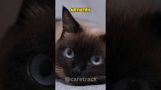 They can change colour – well Siamese cats can #cats #siamese #siamesecats