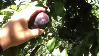 Marc Suderman #223 | Black Amber and Owen T plums | 6/25/12