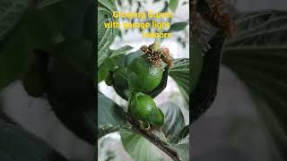 NO SUN needed Growing guayaba pink guava indoors with a garage light in winter #shorts