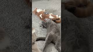 The reality of having 2 cats #britishshorthaircat #catsfighting #funnycatvideos