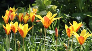 Tulip clusiana var. chrysantha - FarmerGracy.co.uk