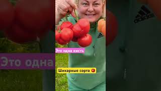 Названия сортов в телеграмме, вк, на дзене 👩‍🌾переходи по ссылке в комментариях 🍅#тульскийфермер