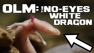 The NO-EYES White Dragon - Olm - Animal a Day