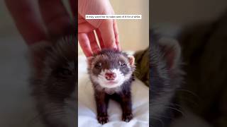 This family rescued a ferret and then helped it raise its young. #animalshorts