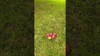 Picking ripe mangos