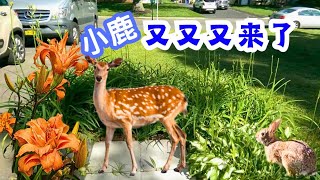 小鹿又又又来了,🦌🤣我还要继续在外面种花吗