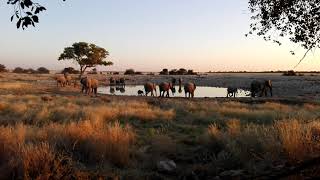 Etosha's elephants at Okaukeujo