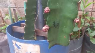 DRAGON FRUIT BUDS IN EARLY NOVEMBER IN NAIROBI, KENYA (PART 1)