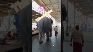 Thiruchendur Murugan temple Elephant walk   #diwali