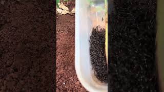 Amazing skills - Jump scare cricket is attacked by venomous ants in deep hole #shorts