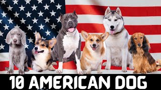 10 OFFICIAL DOGS OF AMERICA | American Dog