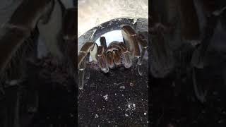 T. Stirmi cleaning it self.