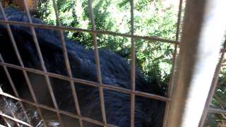 Bearcats also known as Binturongs enjoy their Enrichment at North Georgia Zoo