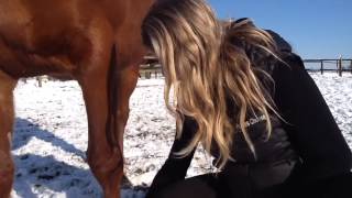 How to brush a horse: When Horses Choose by Mia Lykke Nielsen