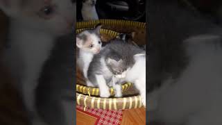 baby cats