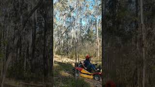 Brush Mower vs. Black Wattle 🌳 4WD Razorback CMX2302 CanyCom #offgrid #bush