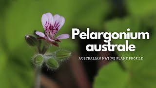 Pelargonium australe (Wild Geranium) | Plants for Bees | Australian Native Plant Profile