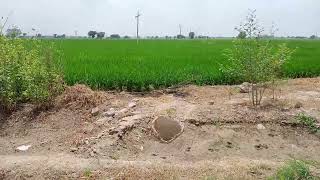 12 Acre Agriculture Land Available For Sale| Fatehabad Haryana | 9255380380 | #agriculture