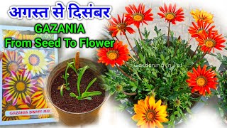 Gazania बीज सितंबर मे From Seed To Flower Update / Gazania Flower Plant From Seeds How To Grow