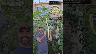 Rampicante Zucchini is an Amazing Plant 💯🤗 || DHBG