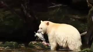 Grizzly Bears Catching Salmon Fish