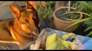 German Shepherd helping bring his toys from the wash😊