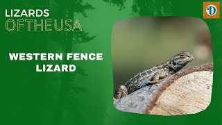 WESTERN FENCE LIZARD