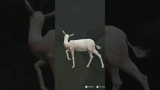 NEW ALBINO TRU-RACS SPRINGBOK! #thehuntercallofthewild #thehunter17 #shorts