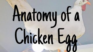 Anatomy of a Chicken Egg | Egg Components