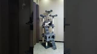 Cat Tree Condo Furniture