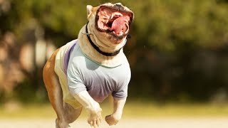 Best Crazy Dogs Viral 2023 [Funny Pets]