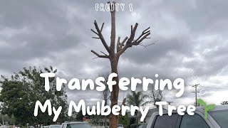 Transferring My Mulberry Tree🌱