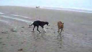 Rufus and Cooper on the Beach