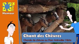 Des chèvres qui chantent en choeur.